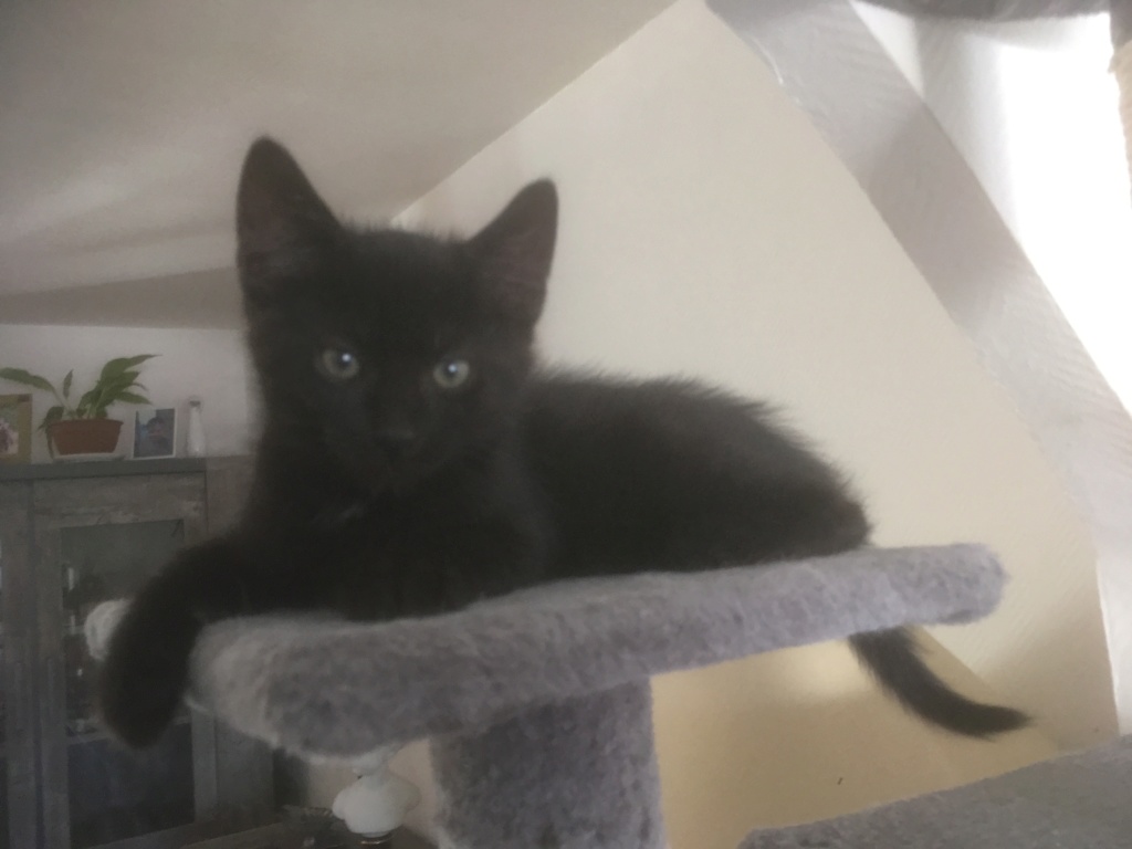 ORION ( ex OSCAR )né le 19 mai 2018 Oscar_12