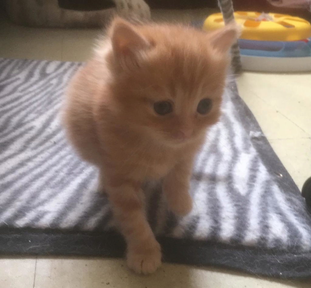 PYREX né le 25/03/2019 Pyrex_12