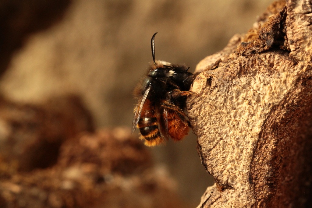 Hôtel à insectes et biodiversité (suite) Imgl8211