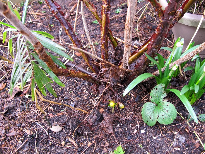 Erste Frühlingsboten im Garten und in Wald und Flur, Teil 2 - Seite 12 700_wi10