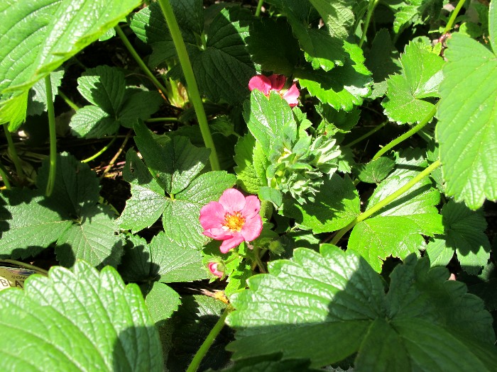 Erste Frühlingsboten im Garten und in Wald und Flur, Teil 2 - Seite 24 700erd10