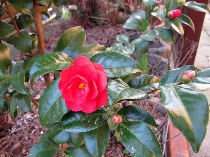Camellia - Kamelien - Seite 12 700kam11