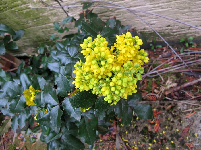 teil - Erste Frühlingsboten im Garten und in Wald und Flur, Teil 2 - Seite 21 700mah10