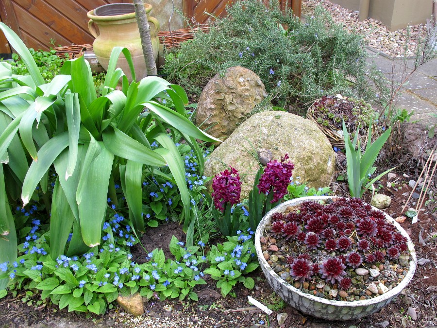 Erste Frühlingsboten im Garten und in Wald und Flur, Teil 2 - Seite 32 900_hy10