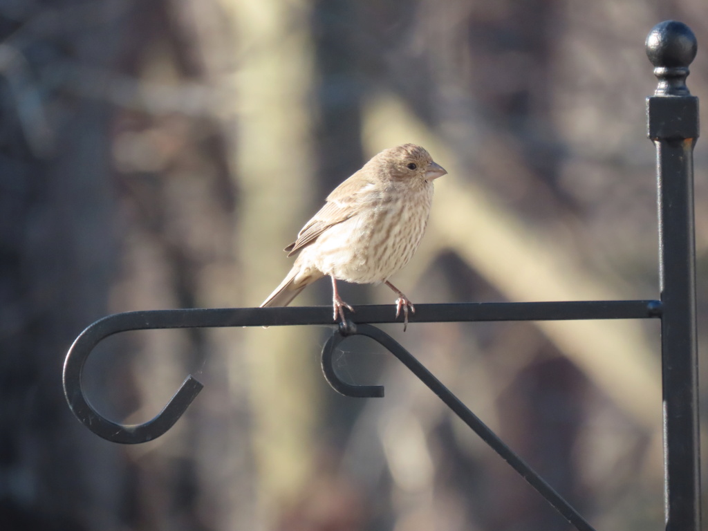 Birds are back in my yard Img_1514