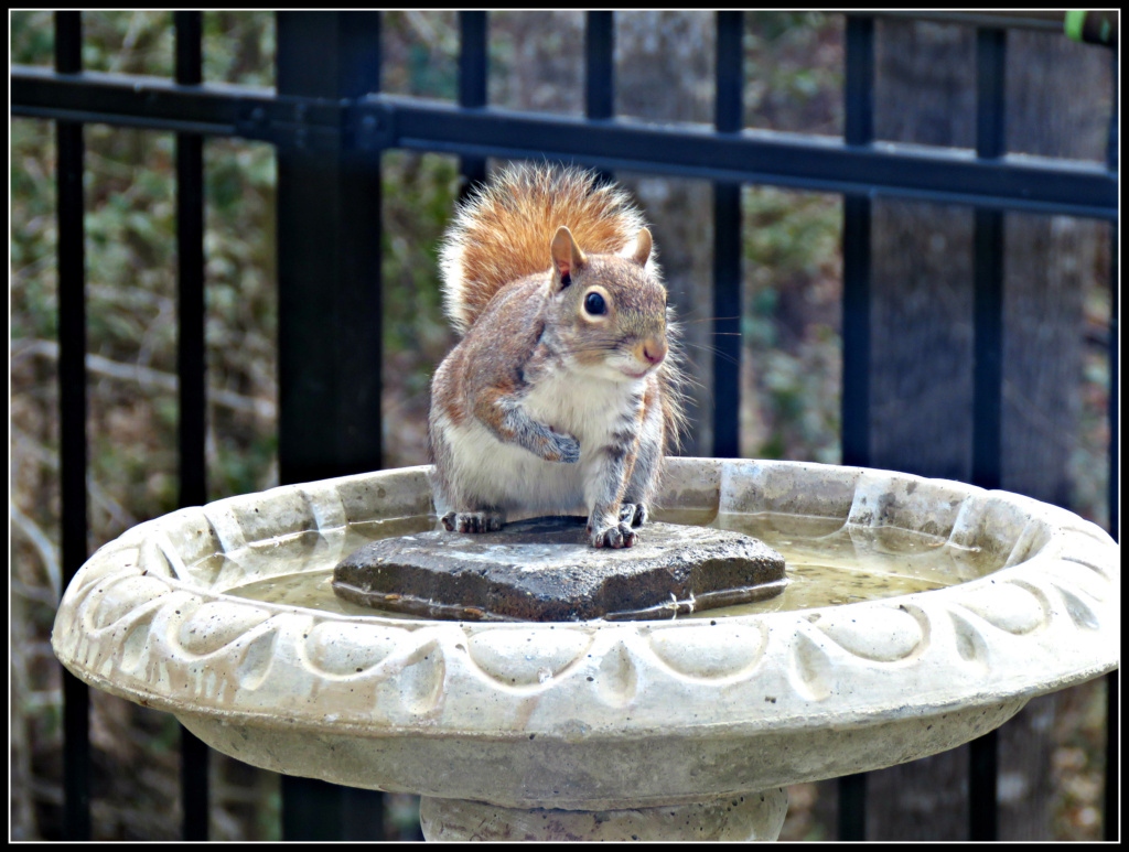 Squirrels Img_3310