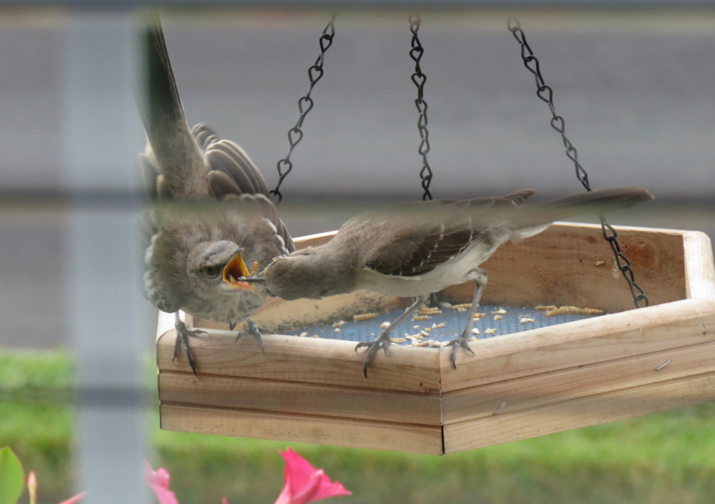 Momma Mockingbird feeds babies outside my window Img_7510