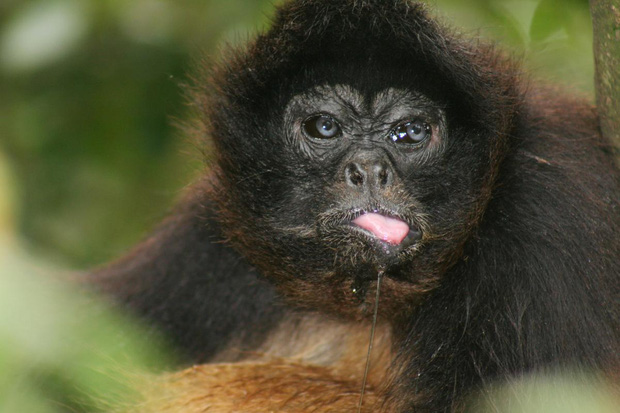 Tại sao khỉ thích ăn chuối? Khi0610