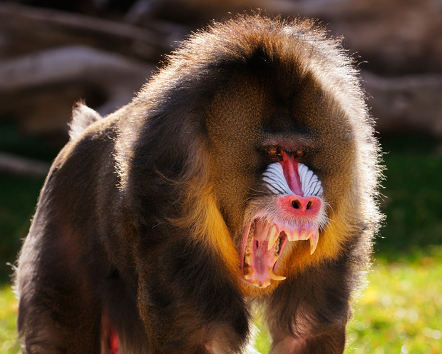 Tại sao khỉ thích ăn chuối? Khi1010