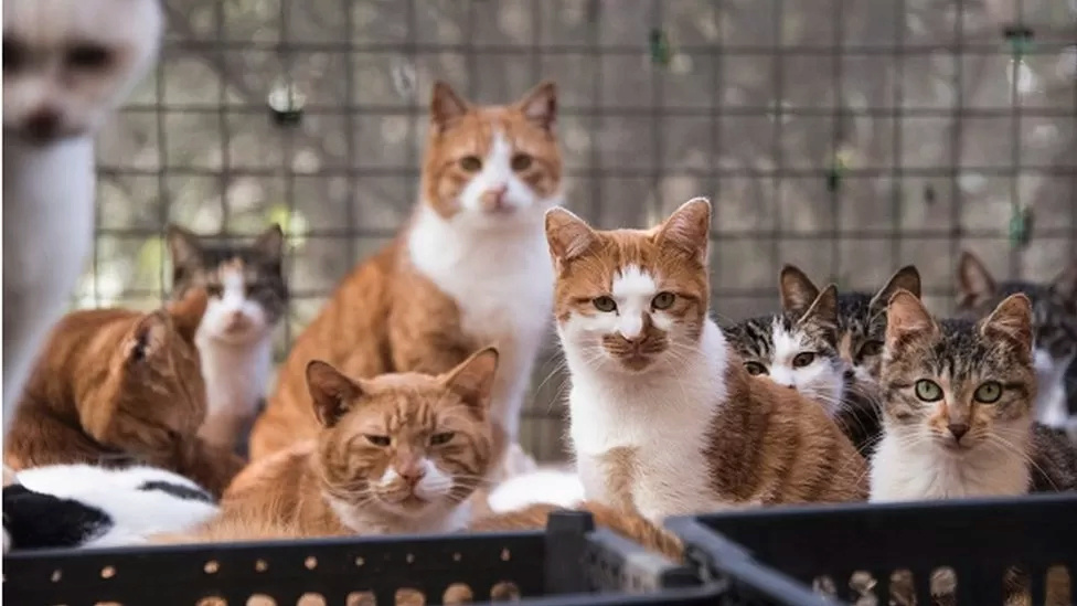 Giải cứu hơn 1000 con mèo Meo_1310