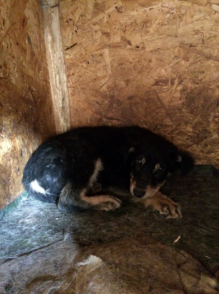 DUPLO, M-XBeauceron, taille moy. adulte, né 12.17 (PENSION PIATRA) GENTIL LOULOU UN PEU TIMIDE 29598210