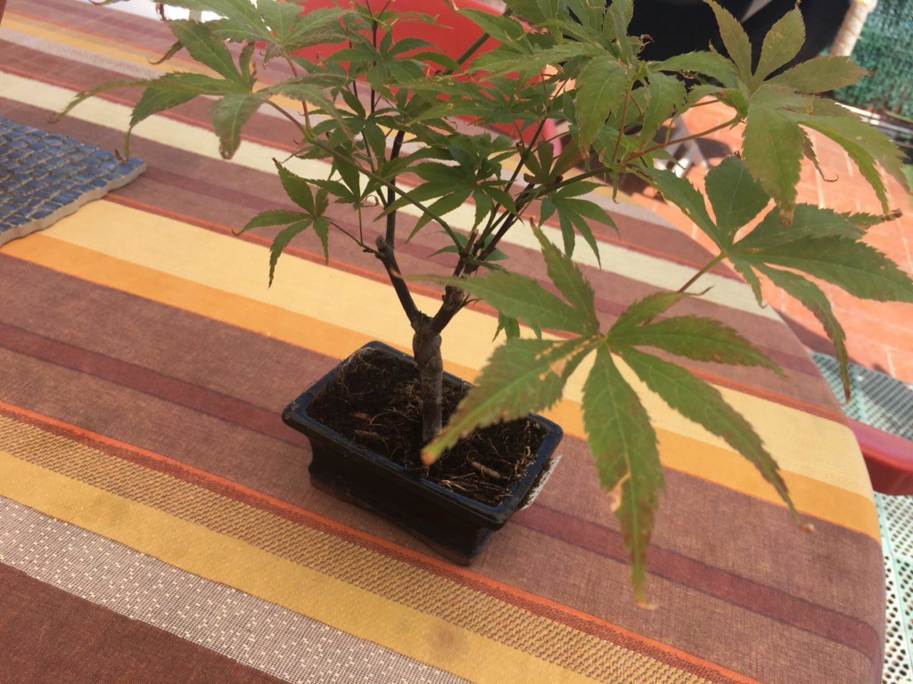 Mi primer bonsai. ¿Duda? Photo_10
