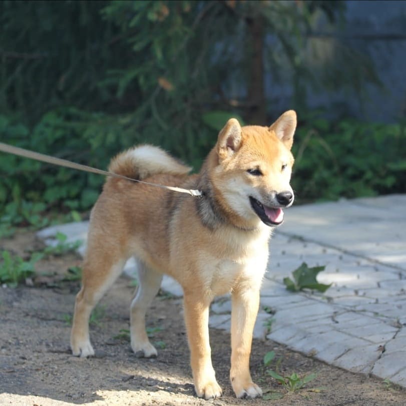 Щенки питомника LEGENDA ARDEN от пары KAGA NO MITSUTAKA GO SAPPORO KAGASOU x LEGENDA ARDEN YUMIKO MIVA рожд.07.04.2021г  г.Москва  Щенки с носительством окраса сезам!  Img_2241