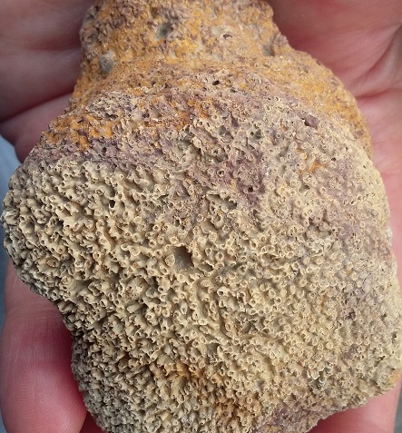 Ayuda para identificar este coral  111