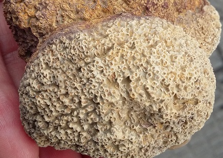 Ayuda para identificar este coral  211