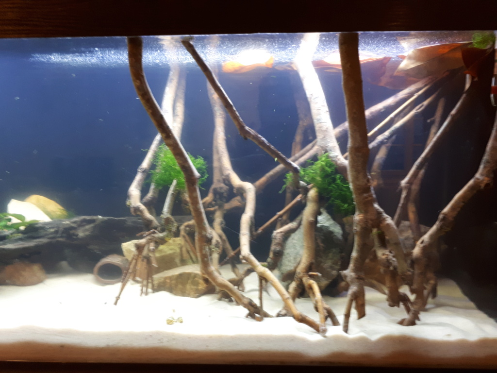 Les aquariums de Seb24 20191118