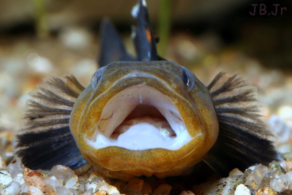 Chlamydogobius eremius  48379210