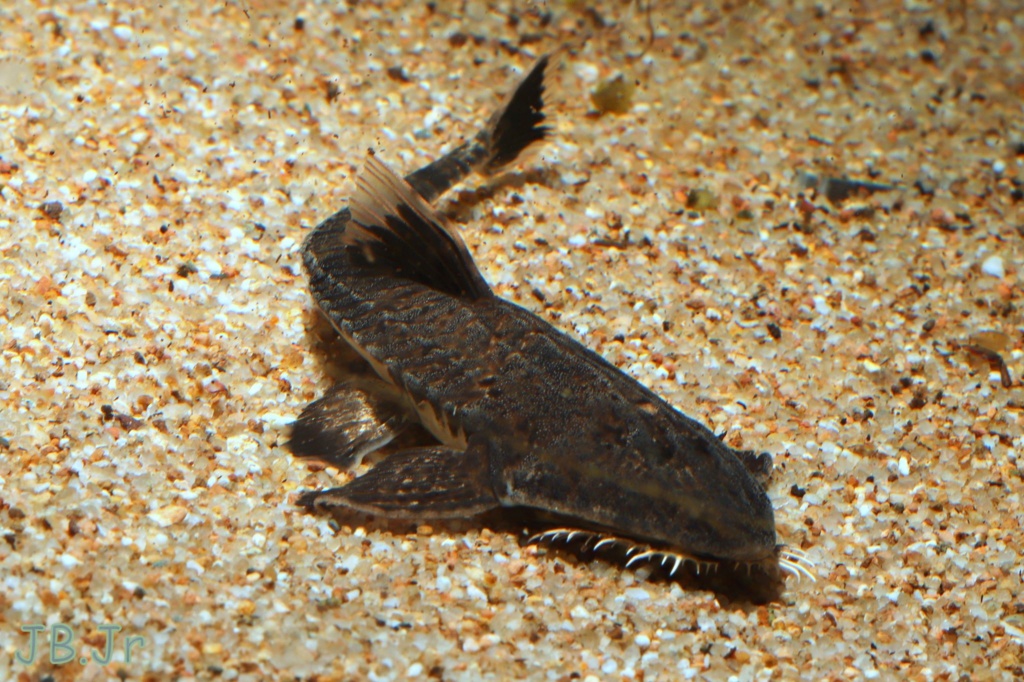 Pseudohemiodon apithanos 49196410