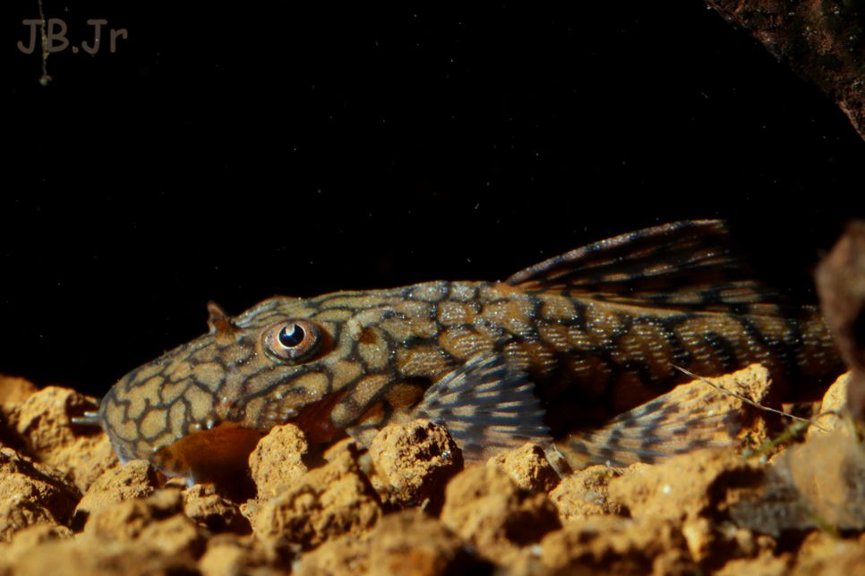 Ancistrus sp. Tocantin  Img_7414