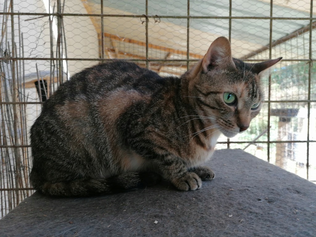 Chats dit sains à l'adoption Clzoo110