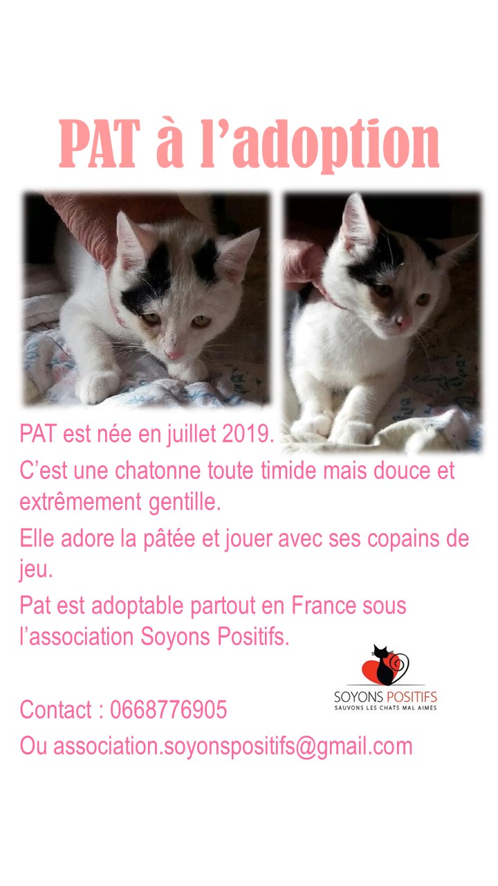 Chats dit sains à l'adoption Diapos15