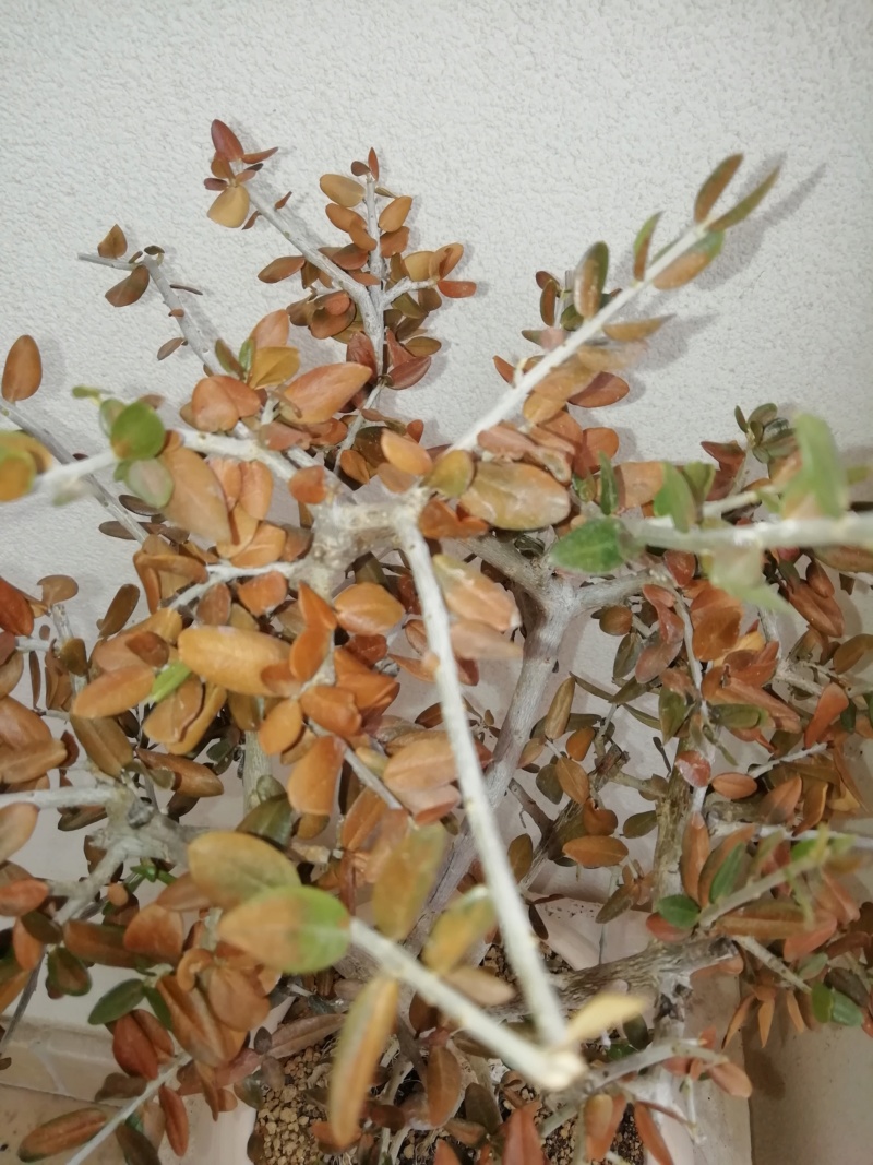 Bonsai ulivo foglie secche Img_2015