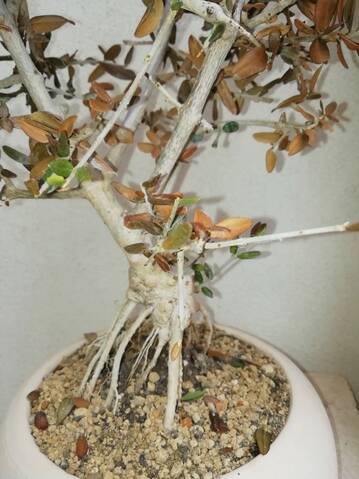 Bonsai ulivo foglie secche