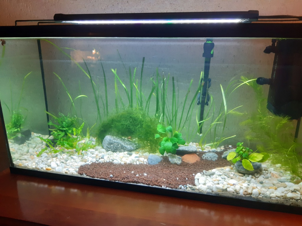 demarrage 80l plantes crevettes + poisson option prix modéré 20191021