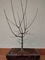  Ayudame a diseñar mi bonsai de arce palmatum Img20212
