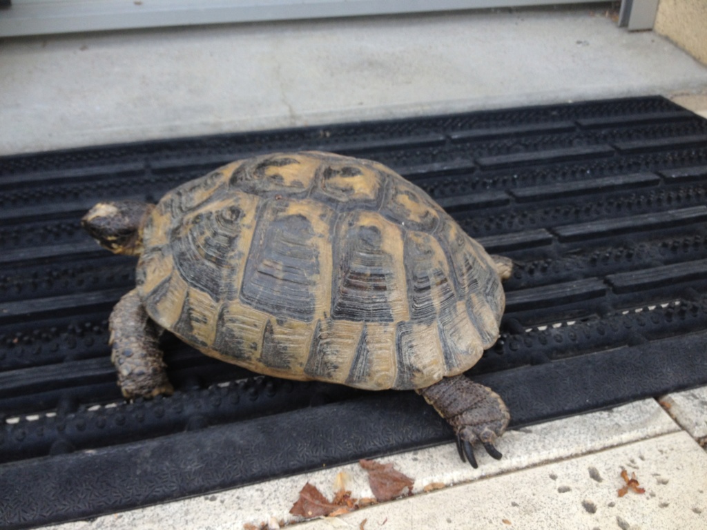 Identification tortue de terre Img_1910