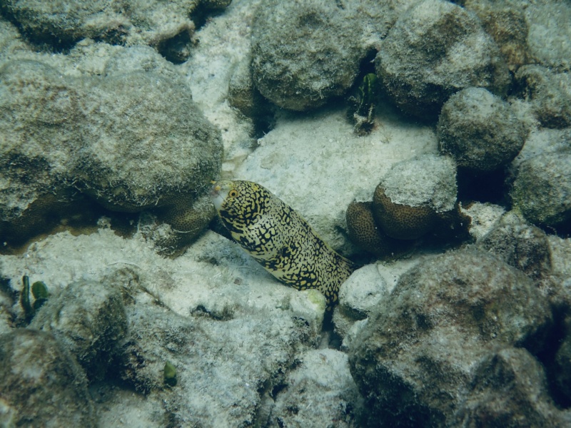 Thailande avril 2024 - Koh Lipe, Koh Ngai, Koh Kradan Img_0010