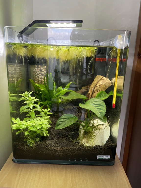 1er aquarium - mauvais paramètres C69f5310