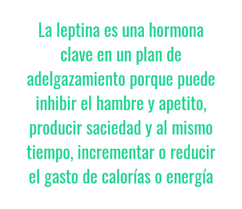 Cómo aumentar la Leptina: la hormona que ayuda a adelgazar  Screen33