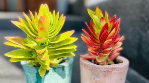 Crassula Capitella: La suculenta que cambia de color que debes tener en casa en verano Screen47