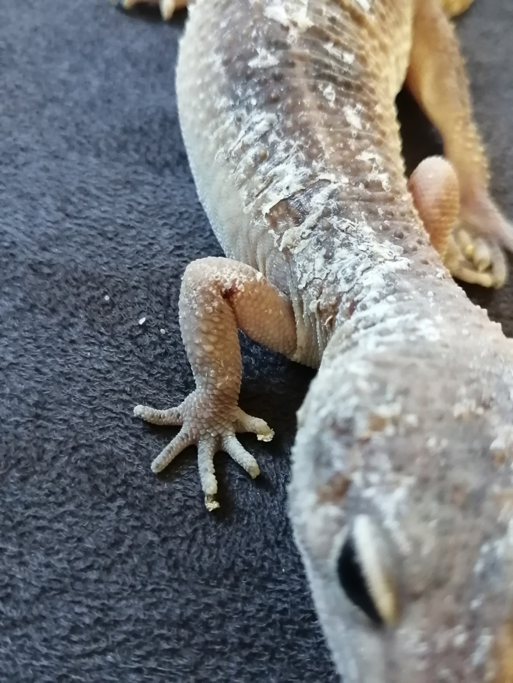 Problème de peau gecko léopard  Img_2012