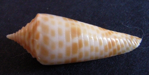 Conus Fusiconus aculeiformis (Reeve, 1844) 23 mm Inde Penace10