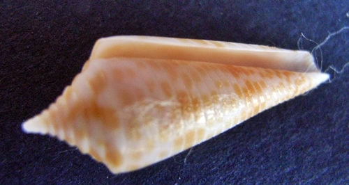 Conus Fusiconus aculeiformis (Reeve, 1844) 23 mm Inde Penace11
