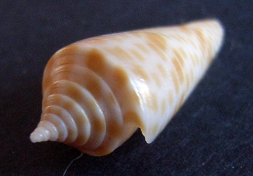 Conus Fusiconus aculeiformis (Reeve, 1844) 23 mm Inde Penace12