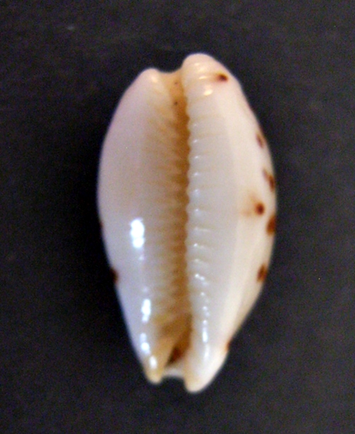 Ransionella punctata (Linnaeus 1771) 11,00 mm roulée. Puncta12