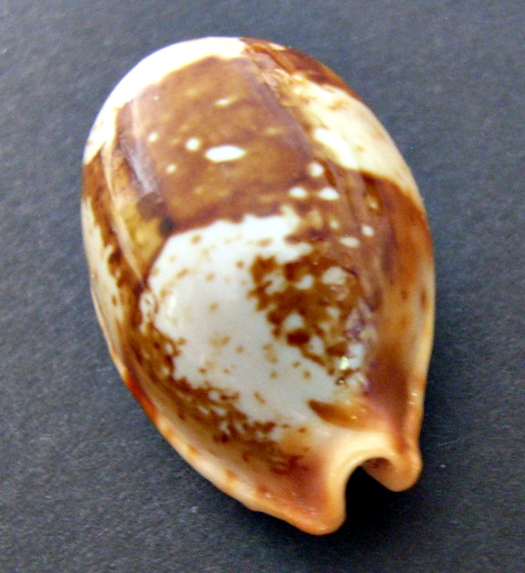 Cypraea bistolida stolida (Linné, 1758) Stolid22
