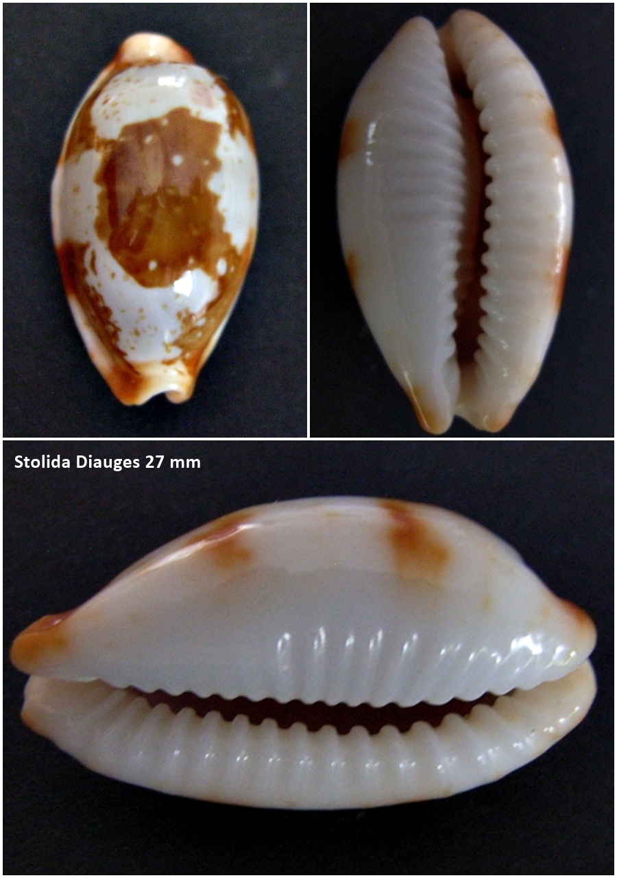 Cypraea bistolida stolida clavicola (Lorenz, 1998) ?????? Stolid37
