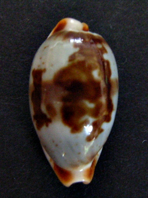 Bistolida erythraeensis (G. B. Sowerby I, 1837) Stolid49