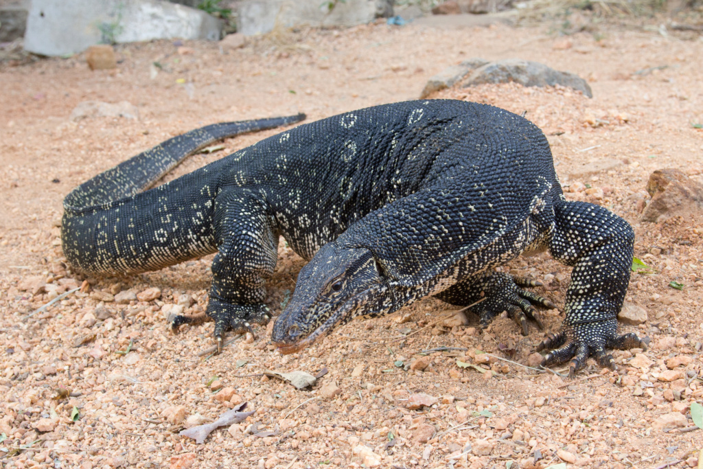 The Wet and the Wild Varanu10