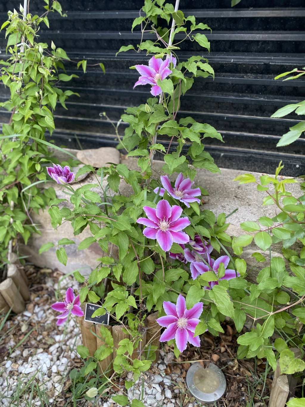 Fotos de nuestras clematis - Página 3 19b3dd10