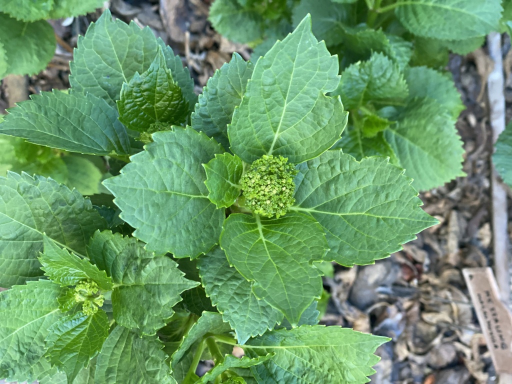 ¿Como tenéis las Hortensias? 32d9ad10