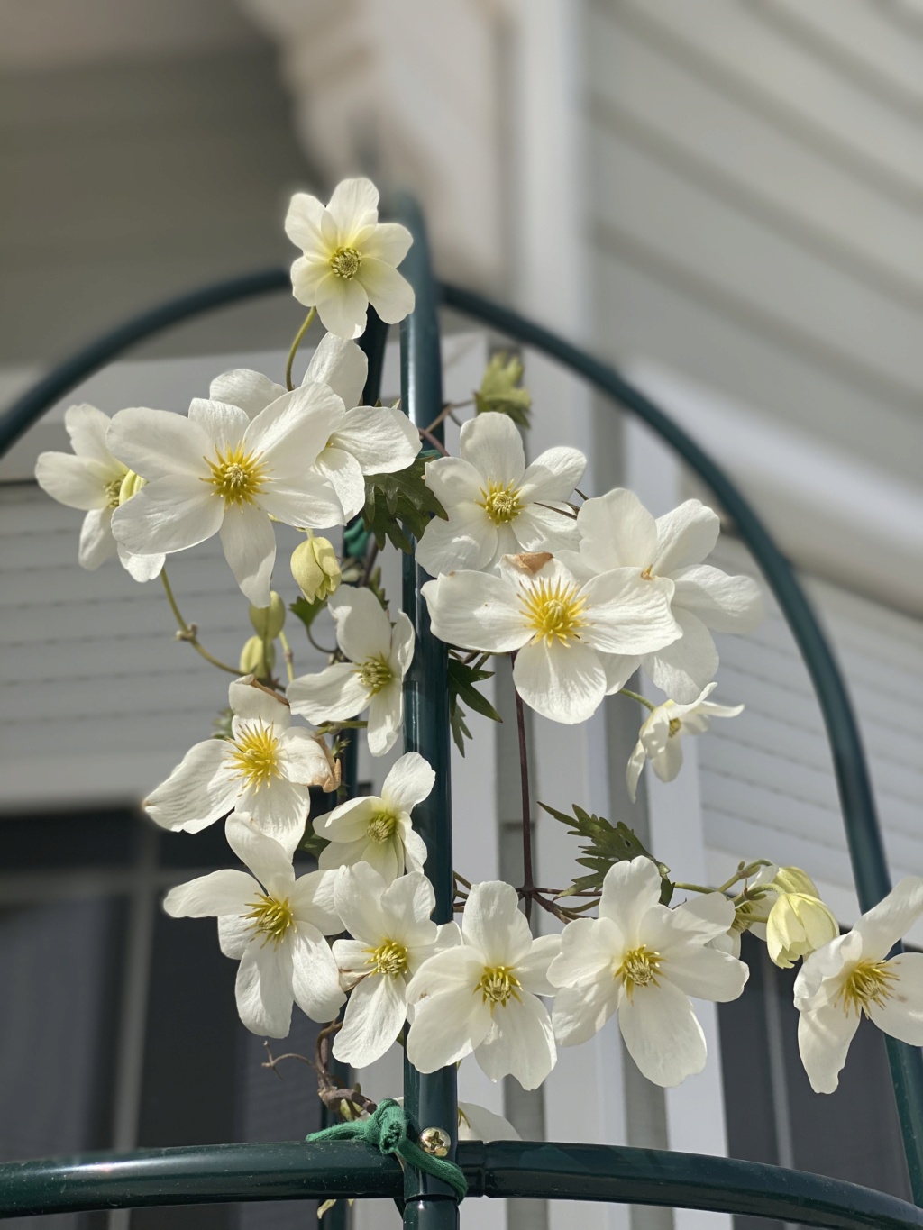 Fotos de nuestras clematis 6d4fea10