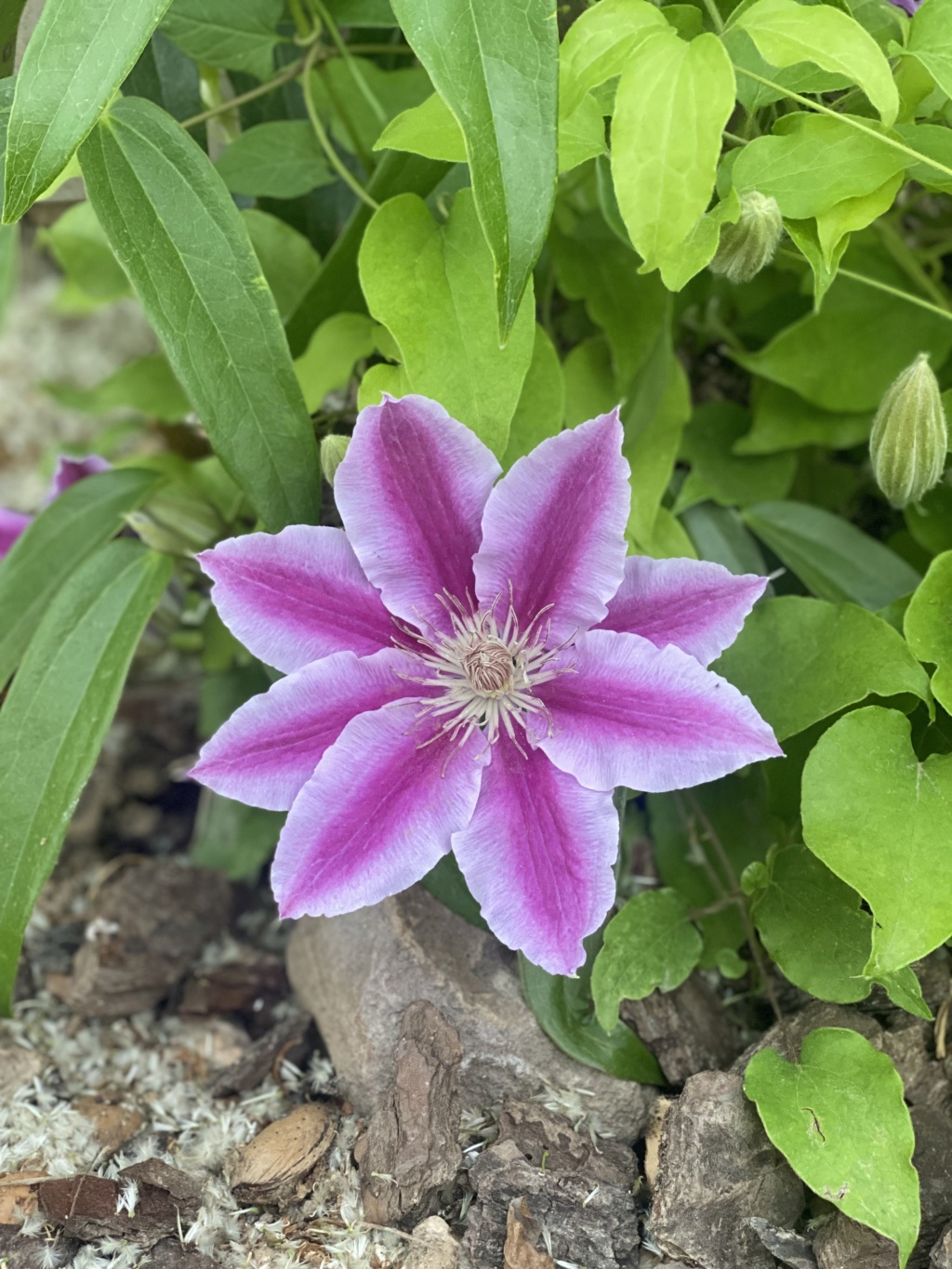 Fotos de nuestras clematis - Página 3 D15f9b10