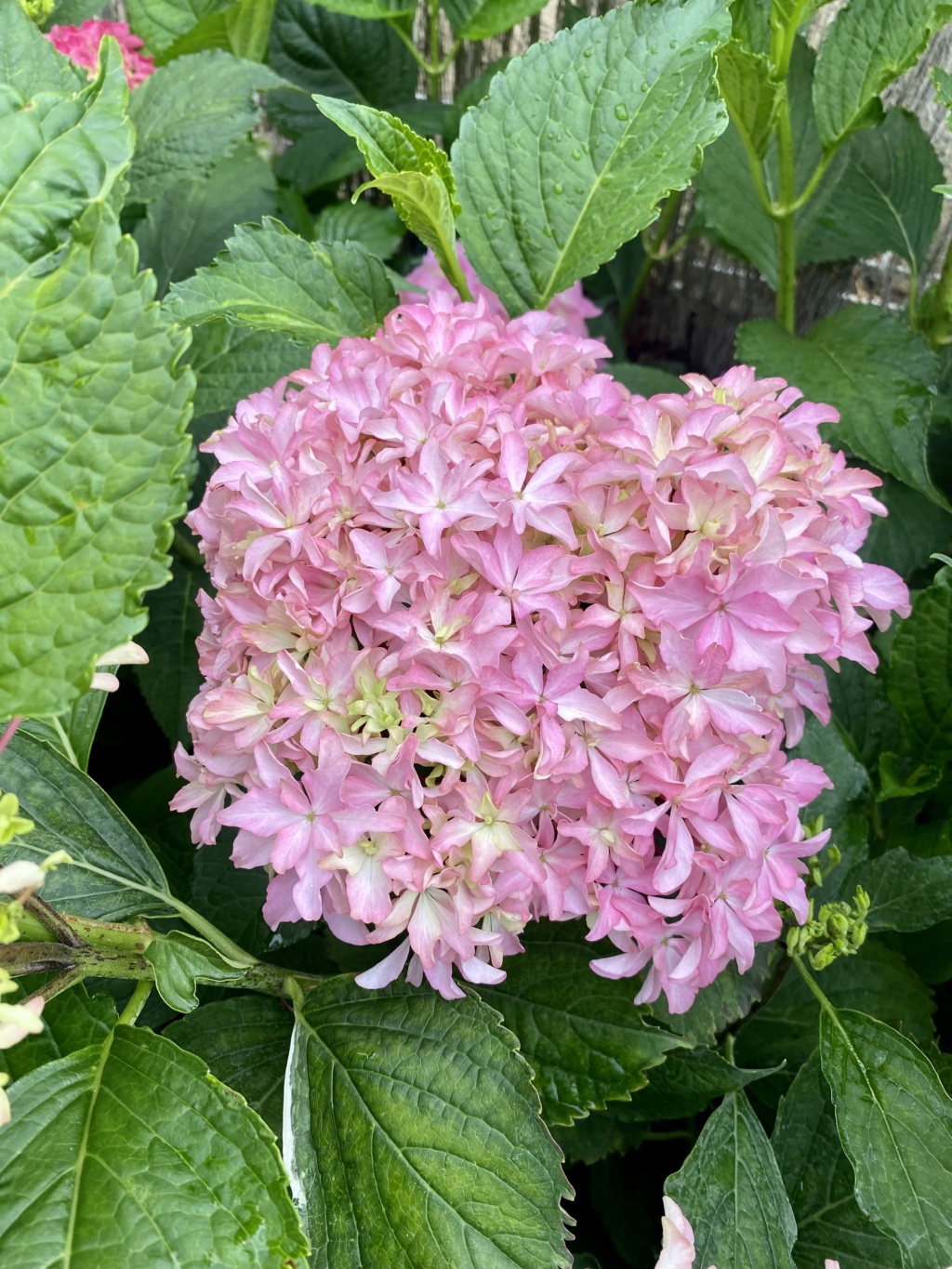 ¿Como tenéis las Hortensias? - Página 2 Img_0411