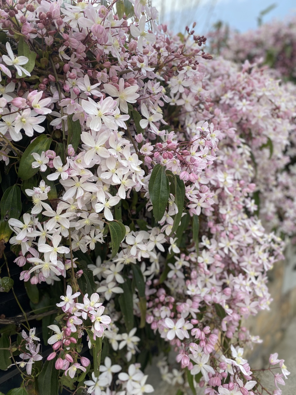 Fotos de nuestras clematis - Página 4 Img_2714