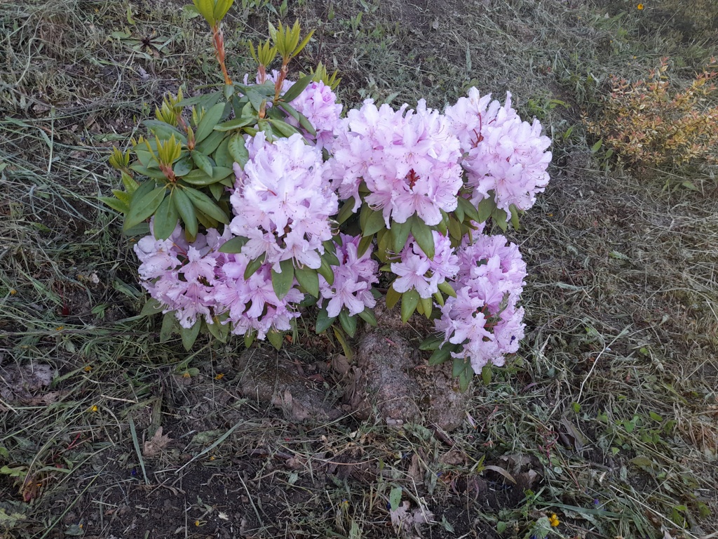 Fotos de mis acidófilas: gardenias, acebos, azaleas y muchas camelias. - Página 5 20240511